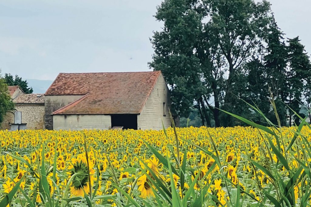 champ tournesol