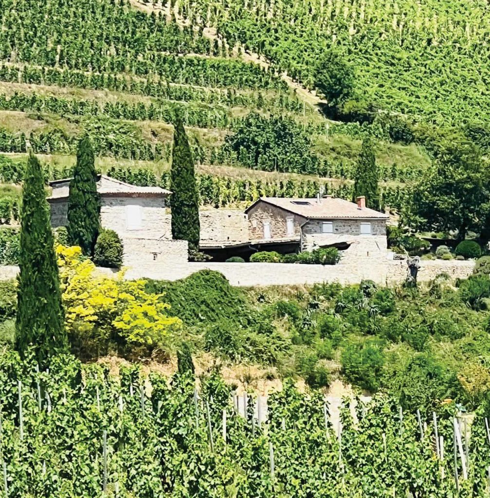 vignes